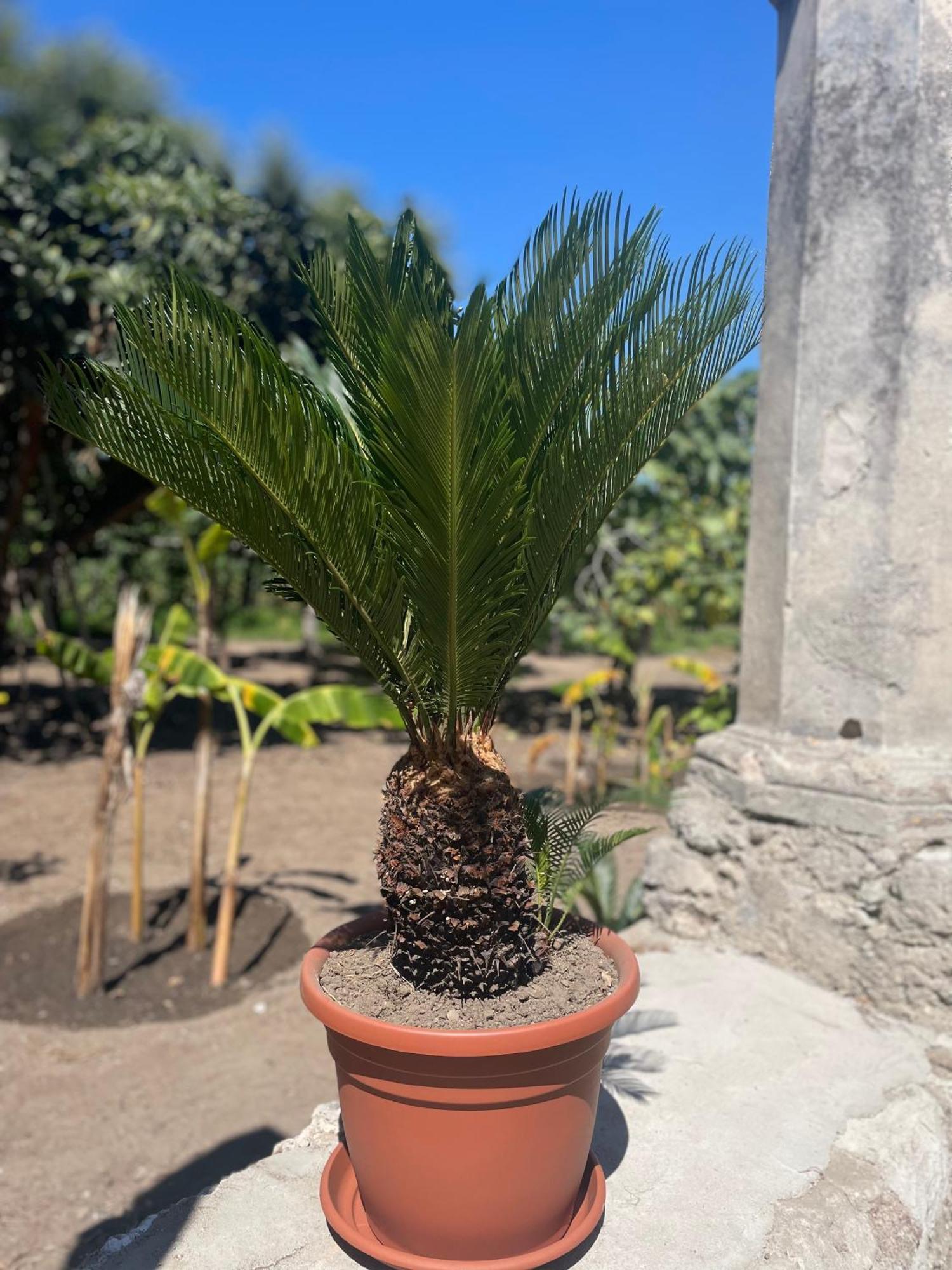 Tenuta La Torre 特罗佩阿 外观 照片